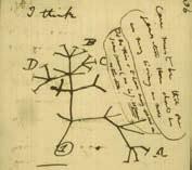 Tree of Life von Charles Darwin von 1837. Die letzte der fünf Großgruppen wurde Inopinaves genannt, die den Telluraves von Jarvis et al. (2014) weitgehend entspricht.