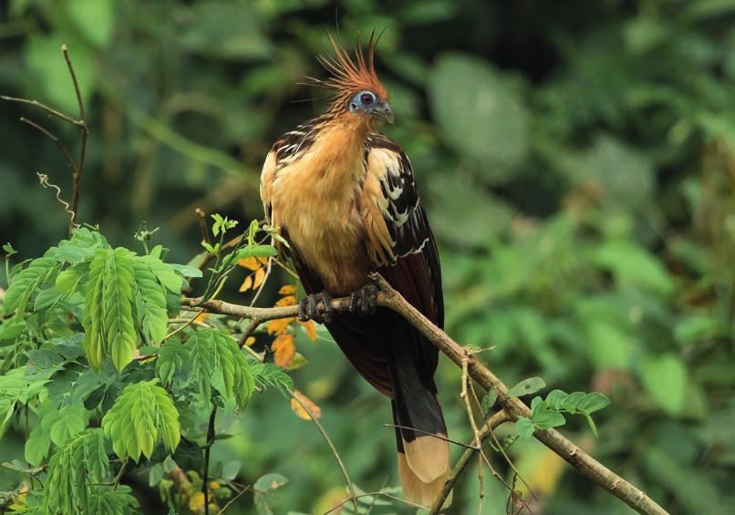 BIOLOGIE Der Hoatzin ist sicher kein Kuckuck wo aber genau er im Stammbaum der Vögel steht, ist vermutlich noch nicht endgültig geklärt. Foto: J. Melchers. Bolivien, 7.9.2015.