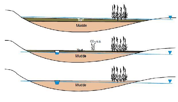 1 schematisch dargestellt und erläutert den Zusammenhang zwischen Grundwasserabsenkung und Torfabbau.