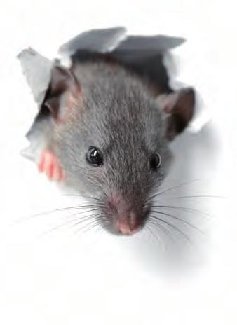 Zutritt verboten: So halten Sie Mäuse fern Auch Mäuse lieben es trocken und warm. Was liegt da näher, als im Winter in Garage, Dachboden, Keller oder Geräteschuppen einzuziehen.
