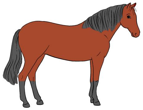 Fellfarben 1. Male die Pferde richtig an. Ein Rappe ist ein ganz schwarzes Pferd.