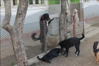 Liebe Tierfreunde, In Rumänien gibt es viele freiwillige Helfer, die Hunde aus öffentlichen Tierheimen oder von der Straße retten und diese dann bei sich oder in privaten Sheltern versorgen.