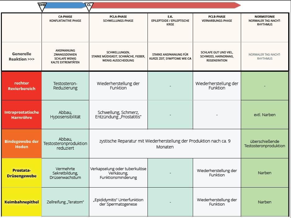 Bild 6: Überblick der Programme der männlichen Fortpflanzungsorgane 5 Spermienentwicklung Die Spermienentwicklung dauert ca.