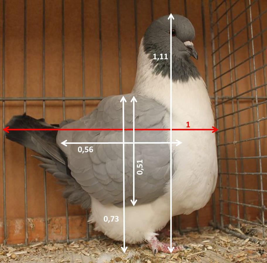 Eine blaue Strasser, und ihre Velhältnisse: Die Verhälnisse der Taube zeigen: Die Taube ist hoher und dem