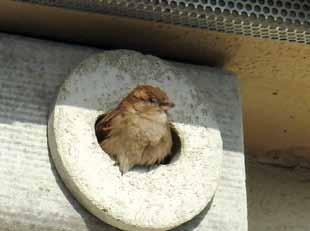 Entsprechende Nistkästen wurden unter dem Dachkasten zur Straßenseite montiert, die Vögel haben Einzug gehalten.