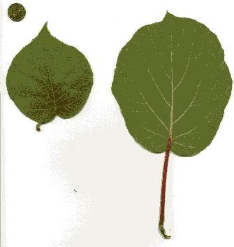 Actinidia Kiwi, Strahlengriffel Actinidia chinensis (A. deliciosa) hat runde wechselständige Blätter. Die Triebe von Actinidia chinensis sind oft rau und behaart wie die Frucht.