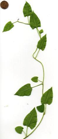 Fallopia aubertii Schling-Knöterich Der Schling-Knöterich hat spitze, sommergrüne, wechselständige Blätter (Foto: Weyman) Fallopia (= Polygonum) aubertii ist ein starkwüchsiger Schlinger, der aus