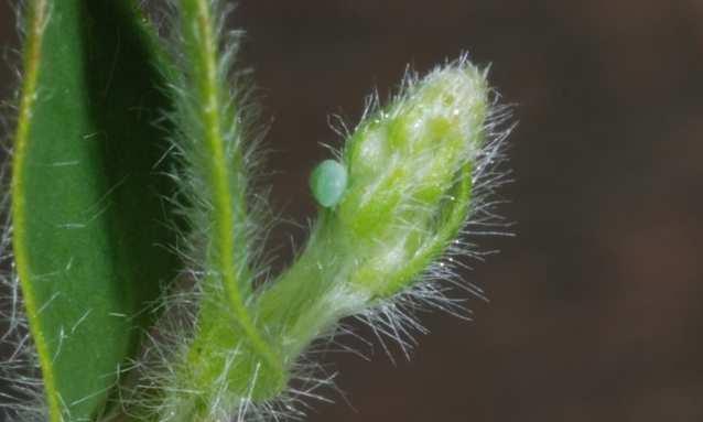 2008 Die Raupen leben bevorzugt in den Blüten und Samenständen, aber auch an den Blättern von Ginster, Klee und anderen Kräutern.