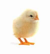 Sorgene Xtra ist freigegeben als Desinfektionsmittel zur Vermeidung von Krankheiten u.a. bei Hühnern in einem 2 %-igen Mischungsverhältnis von Sorgene Xtra und Wasser.
