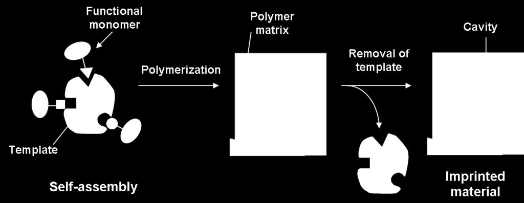 Überblick: Molekular geprägte Polymere Künstliche Erzeugung von Rezeptoren Bekanntes Konzept seit den 1980ern Kavitäten enthalten geometrische UND chemische Notwendige Eigenschaften der Polymermatrix