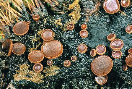Kastanienschalen-Stromabecherling Lanzia echinophila 2-8 mm ø, auf den Innenseiten der Fruchtschalen vo n Eßkastanien Castanea sativa wachsend.