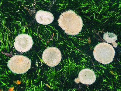 Gemeiner Weißhaarbecherling Leucoscypha leucotricha 2-7 mm ø, kommt im Sommer bis Herbst unter Laubbäumen auf feuchter, bemooster Erde vor.