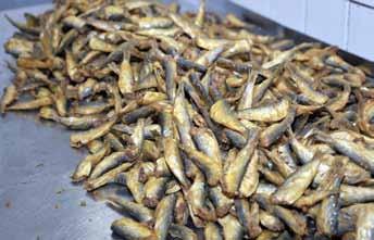 Zu einer sehr wichtigen Fischart hat sich in den letzten Jahren der Lachs entwickelt, den es sowohl kalt als auch heiß geräuchert als Stremellachs gibt.