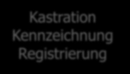 Kastration Kennzeichnung Registrierung