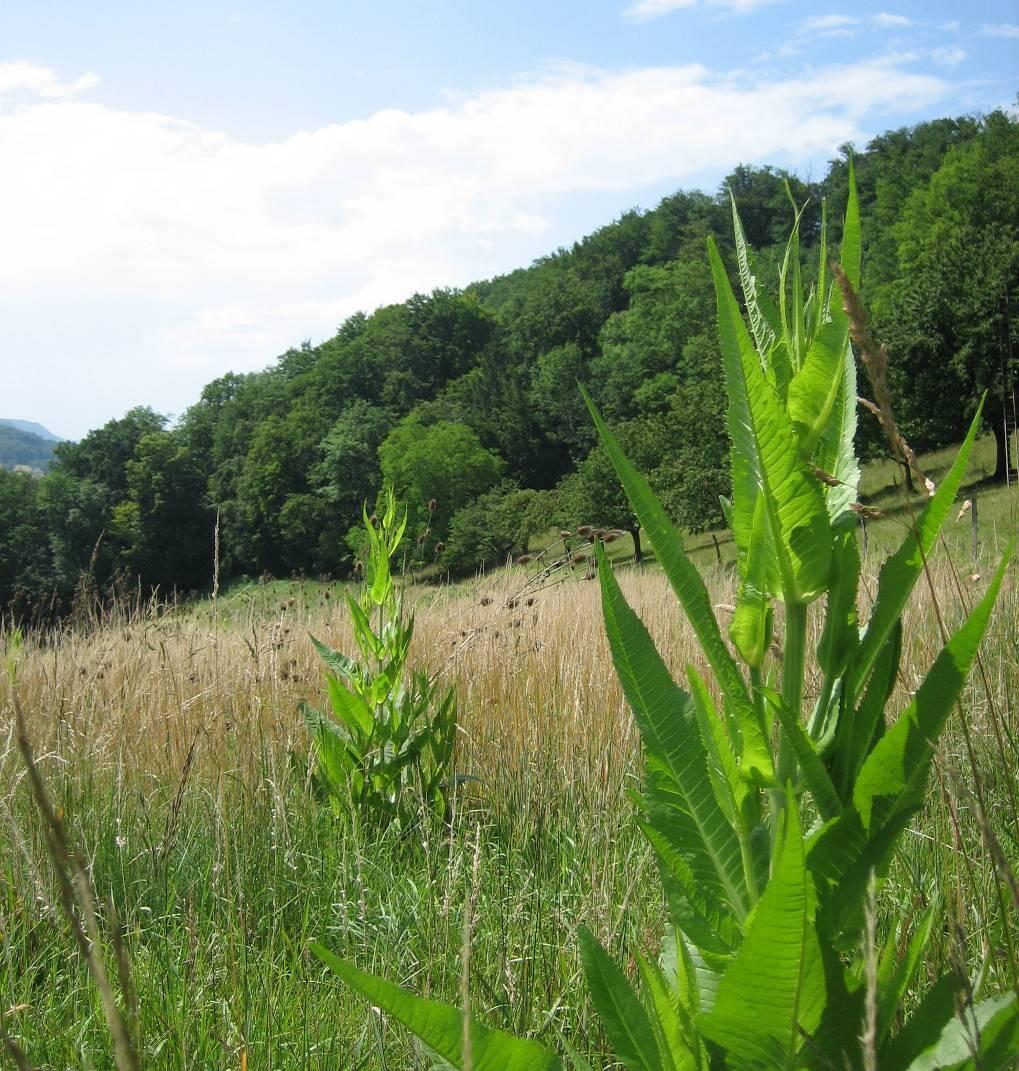 A 2.2. N2 Trockenstandort Oberäsch Parzellen Nr. 1441,1441B Fläche: 16 500 m 2 Naturinventar Objekt Nr.