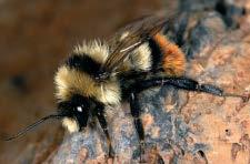 9% der Bienen und Tagfalter sind bereits europaweit gefährdet Mangel an Daten für andere Regionen machen die