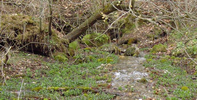 Europas Naturerbe sichern Seltene Pflanzenarten in der Glonnquelle Kalktuffquelle Aus dem Quellwasser