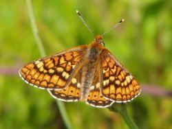 Seltene Schmetterlinge im Kupferbachtal Skabiosen-Scheckenfalter In den letzten Jahren nicht mehr beobachtet in