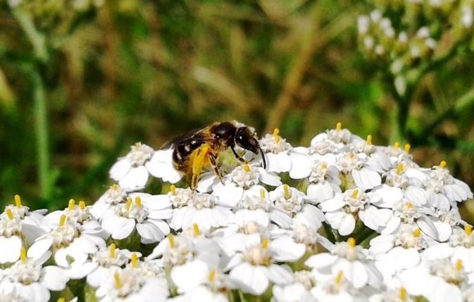 Wildbienen in einer intensiv genutzten Agrarlandschaft - Fördermaßnahmen am Beispiel des Projekts Summendes Rheinland Heiko Schmied