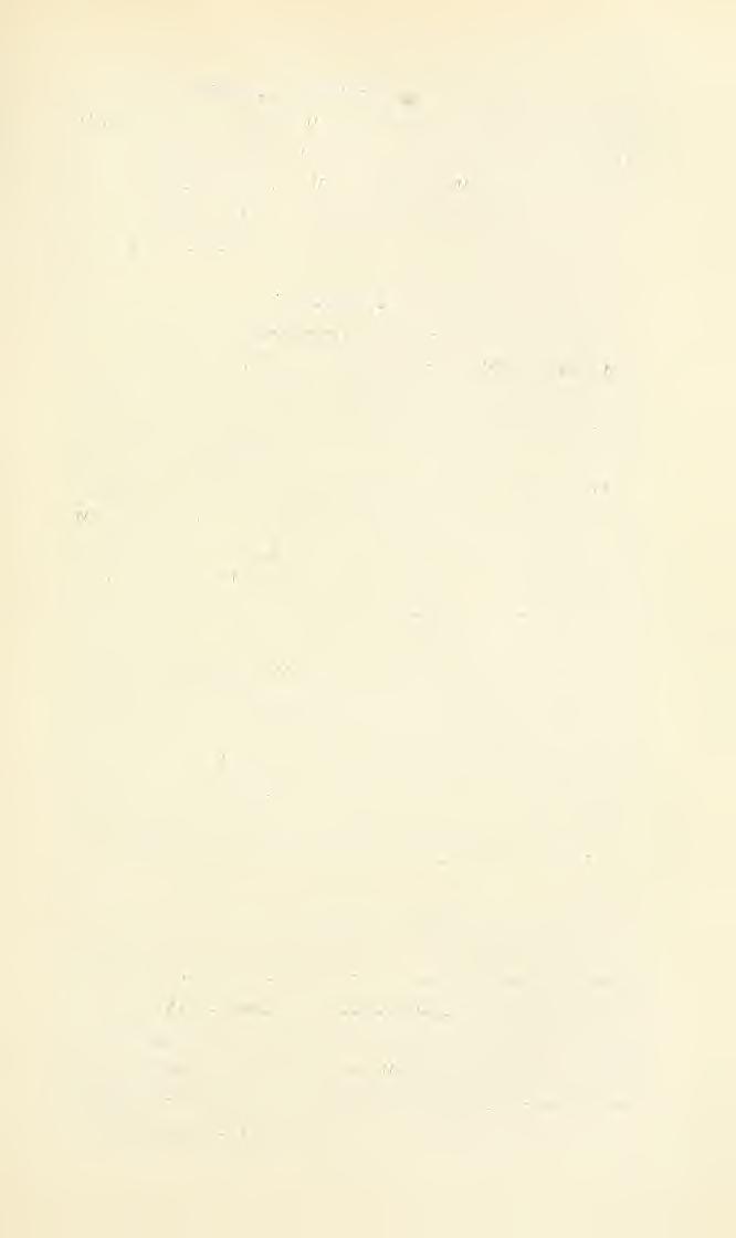 175 Mycetophila Marshalli nov. nom. Mycetophila maculata Marshall, Trans. New. Zool. Tnstit. (1895), 1896. Vol. 28, p. 306, pl. 12, Fig. 2 (Neu Seeland), (nee: M. maculata Macquart, Suites ä Buffon.