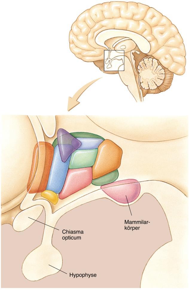 Die Hauptstrukturen des Gehirns Hypothalamus: befindet sich unterhalb des Thalamus!