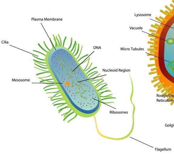 Unterschiede zwischen Pro- und Eukaryonten Zellkern Erbinformation Organellen Ribosomen Membransteroide Eucyte echter Zellkern mit Membran meist