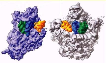 Das Cytoplasma (Cytosol) Lösliche Komponenten (DNA, Enzyme, Komplexe für Stoffwechsel, Transkription,