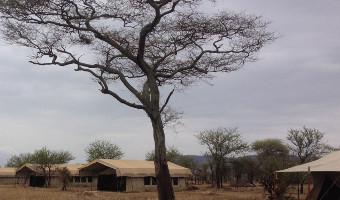 Thorn Tree Camp Serengeti Das Thorn Tree Camp ist im Seronera Valley gelegen, welches sich in der Zentralserengeti befindet. Es liegt etwa 20 Minuten von der Seronera Startund Landebahn entfernt.