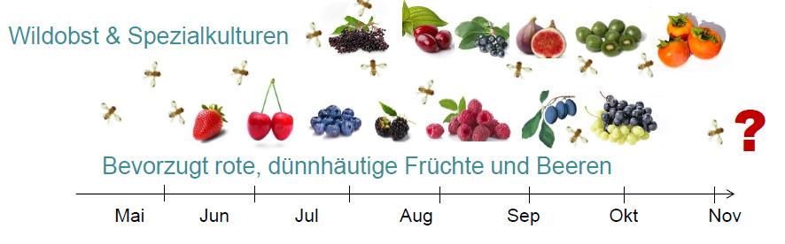 ( zb alle 2 statt alle 4 Tage ernten) Befallene Früchte und nicht marktfähige Früchte separat ernten und vernichten (kommt