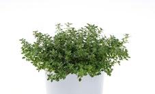 Licht 73488 Thymus citriodorus variegata 'Silver Queen' weißbunter Oregano grün-weiß