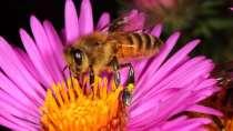EM in der Bienenhaltung Der Einsatz von Effektiven Mikroorganismen in der Imkerei eröffnet neue Wege: Stärkung der Bienen: -Tränke Tracht - Bienenweiden im Umfeld besprühen - EM Kin Probien 1x pro