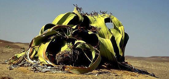 Welwitschia- und