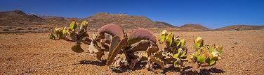 berühmte Riesenwelwitschia,