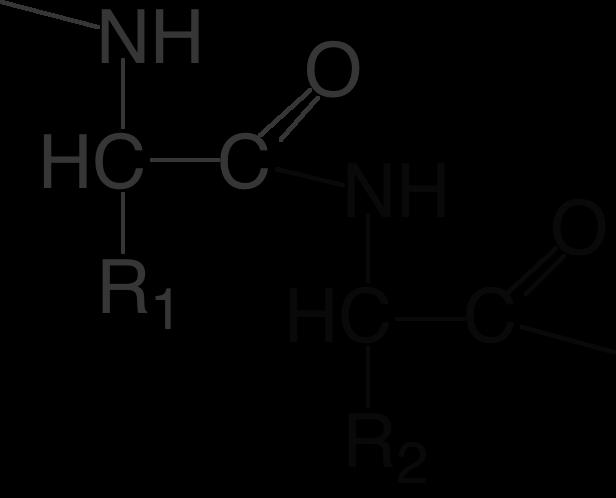 Biomoleküle - Aminosäuren Aminosäuren besitzen (mindestens) eine Amino- (-NH 2 ) und eine Carbonsäuregruppe (-COOH,