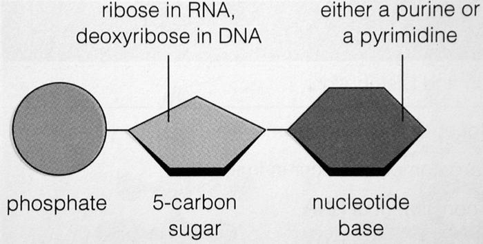 Purine und Pyrimidine DNA und RNA sind Ketten von Nukleotiden.