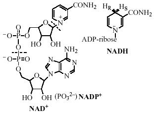 NAD + NAD + (Nicotinamid-Adenin- Dinucleotid) ist ein