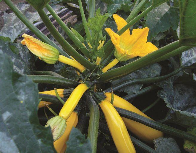 Zucchini gelb Gelbe, schmackhafte Zucchini Sehr ertragreich Früchte ideal