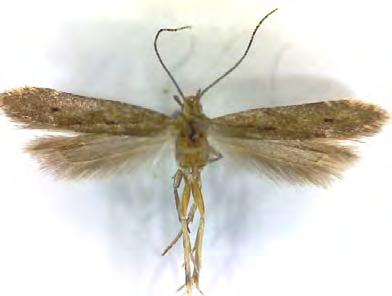 Die Vorderflügellänge von C. kroessmanniella beträgt ca. 14 mm, die von C. huebneri ca. 11 mm. Der aktuelle Nachweis stellt somit einen Wiederfund für Mecklenburg-Vorpommern dar.
