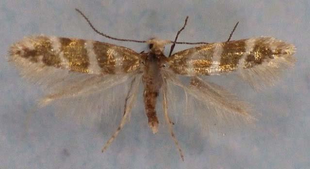 ] Dargast 2003, Negast 2010 (10 F), Grabow 2011 (Tabbert). Abb. 4: Zelleria hepariella Stain., 1849, 16 mm, leg. Tabbert. Diese Art wird häufig mit einer Coleophoridae verwechselt.
