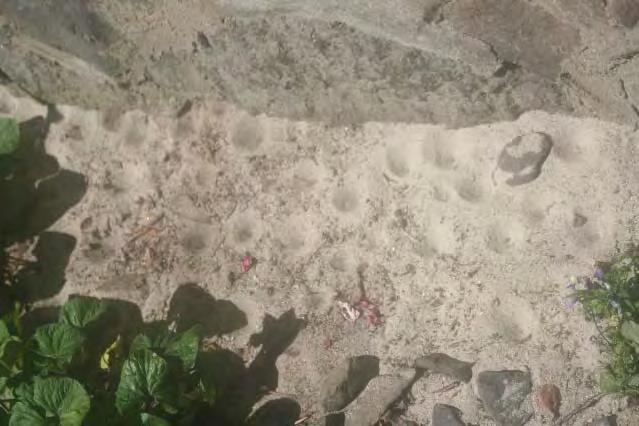 Durch gezieltes Ausbringen feinkörnigen Sandes an solchen exponierten Stellen, lässt sich die Zahl der Ameisenlöwen-Trichter signifikant erhöhen. Dies ist eine bekannte Tatsache!