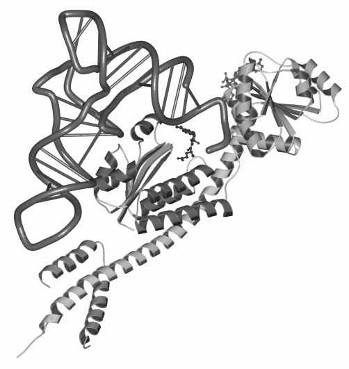 Komplex der tra Glu mit: Glu-tRA-Synthetase (GluRS) Glu-tRA-Reduktase