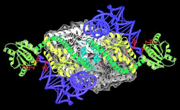 (grau/weiss) Glu-tRA-Reduktase (grün/gelb) Glu-tRA (blau) GSAM GluTR