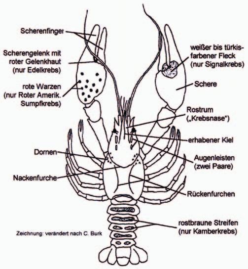 Bestimmungsmerkmale bei Flusskrebsen Bestimmung von Flusskrebsen Mit dem auf den folgenden Seiten abgedruckten Bestimmungsschlüssel ist eine Unterscheidung der sechs derzeit in NRW vorkommenden sowie