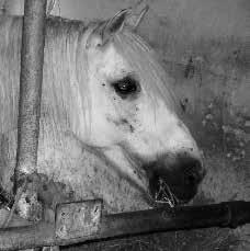 Vermutlich wurde er durch Peitschenhiebe zu den Mätzchen in der Manege gezwungen, zwischen den Vorstellungen muss er konstant angekettet gewesen sein. Jetzt lebt er auf Pferdeglück.