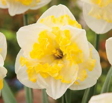 223792 25 Stück 12/+ 51 Flaming Evita Gefüllte frühe Tulpen Mit gefüllten, cremeweiße Blüten und