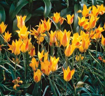 231088 25 Stück 6/+ 84 Flava Tulipa orphanidea Ihre glockenförmigen Blüten sind gelb und haben rötliche Spitzen.