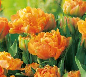 88 Oranger Garten Blumenzwiebel-Kollektion Frühling pur! Mindestens 50 Zwiebeln in 5 verschiedenen Sorten nach unserer Wahl in 1. Qualität für Sie zusammengestellt.