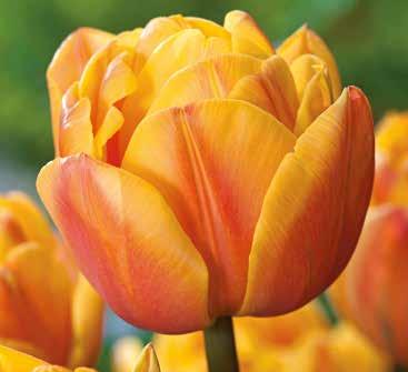 222562 25 Stück 12/+ 95 Freeman Gefüllte frühe Tulpen Perfekt gefüllt, erblüht sie in gelben bis lachsorangen Blütenköpfen, mit