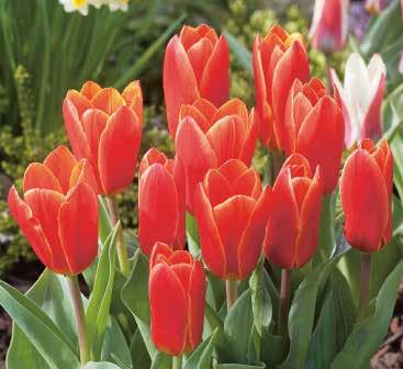 222322 25 Stück 12/+ 96 Love Song Kaufmanniana-Tulpen Aufgrund ihrer auffälligen, geöffneten Blüte auch Seerosentulpen genannt.