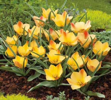 233252 25 Stück 12/+ 96 97 Bright Gem 99 Tulipa batalini Zählt zu den Wildtulpen, welche erstmals Mitte des 16.